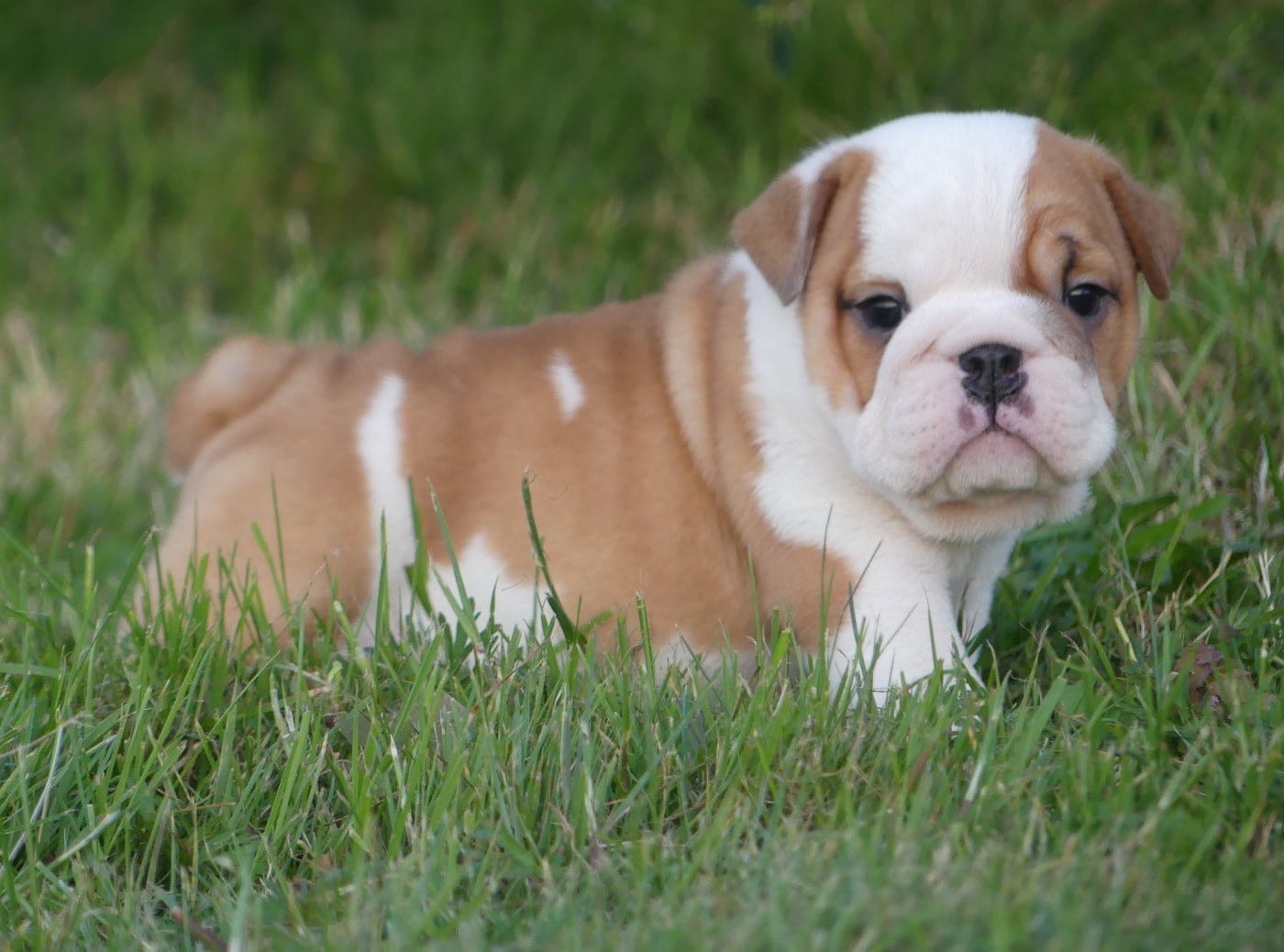 Bulldog Anglais - Land van mechelaar