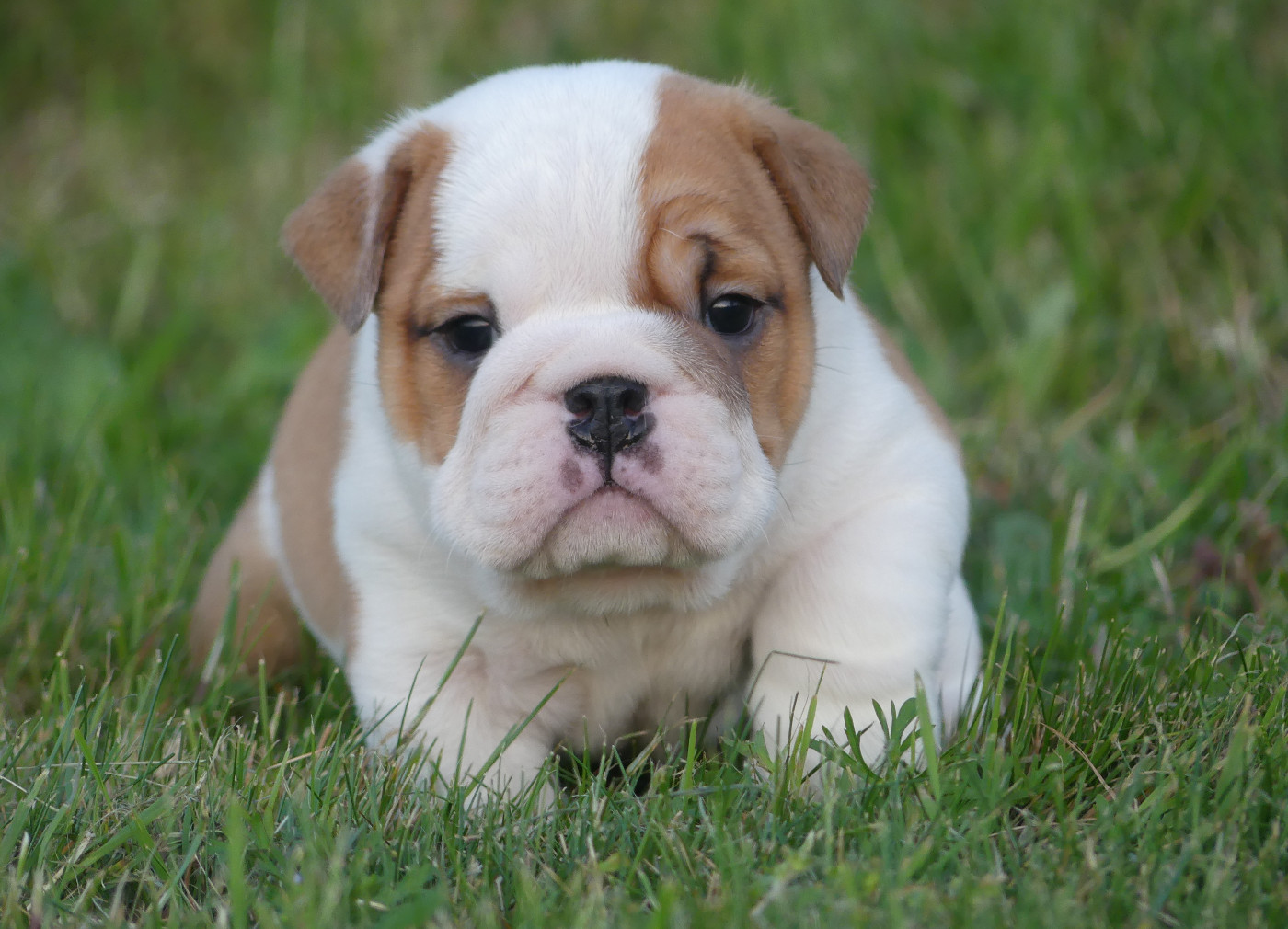 Chiot N°3