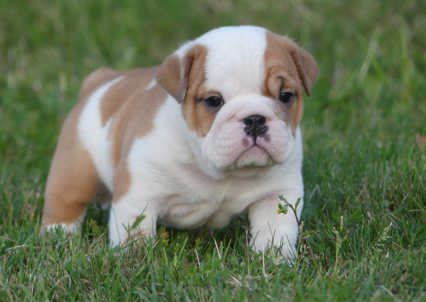 Chiot N°3