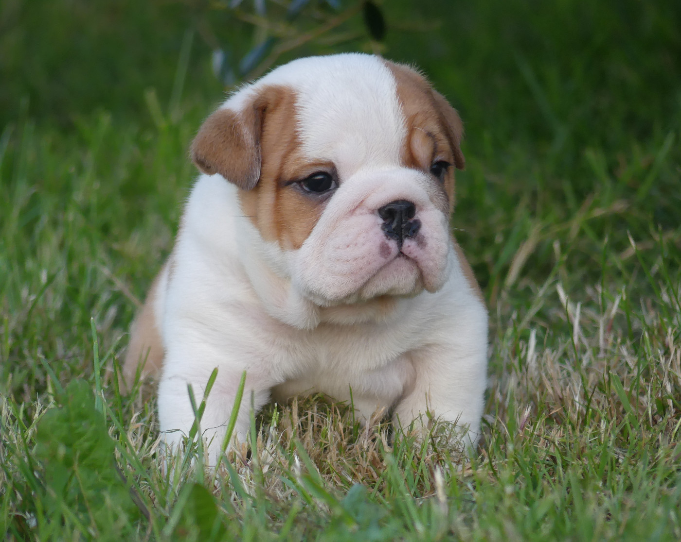 Chiot N°3