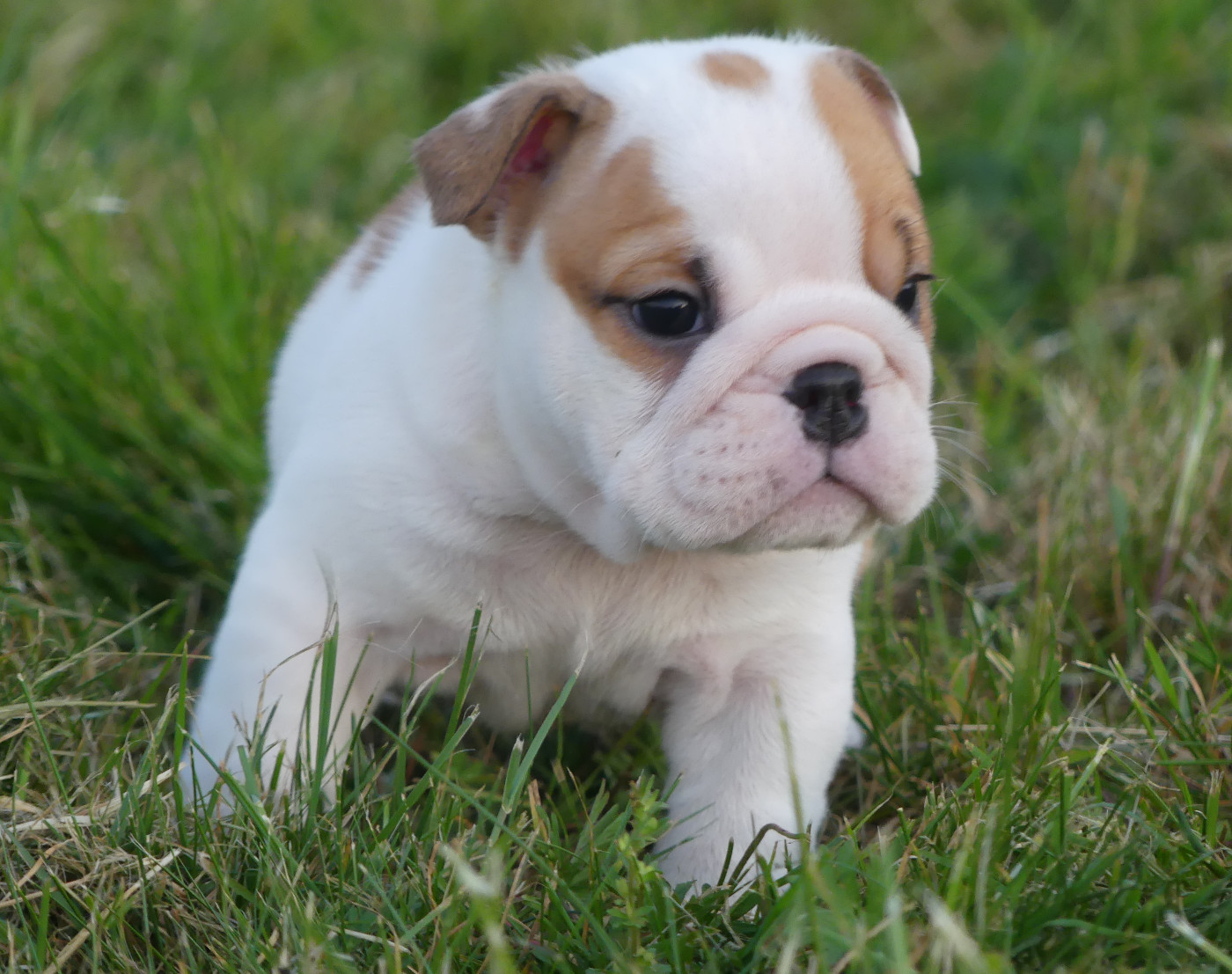 Chiot N°4