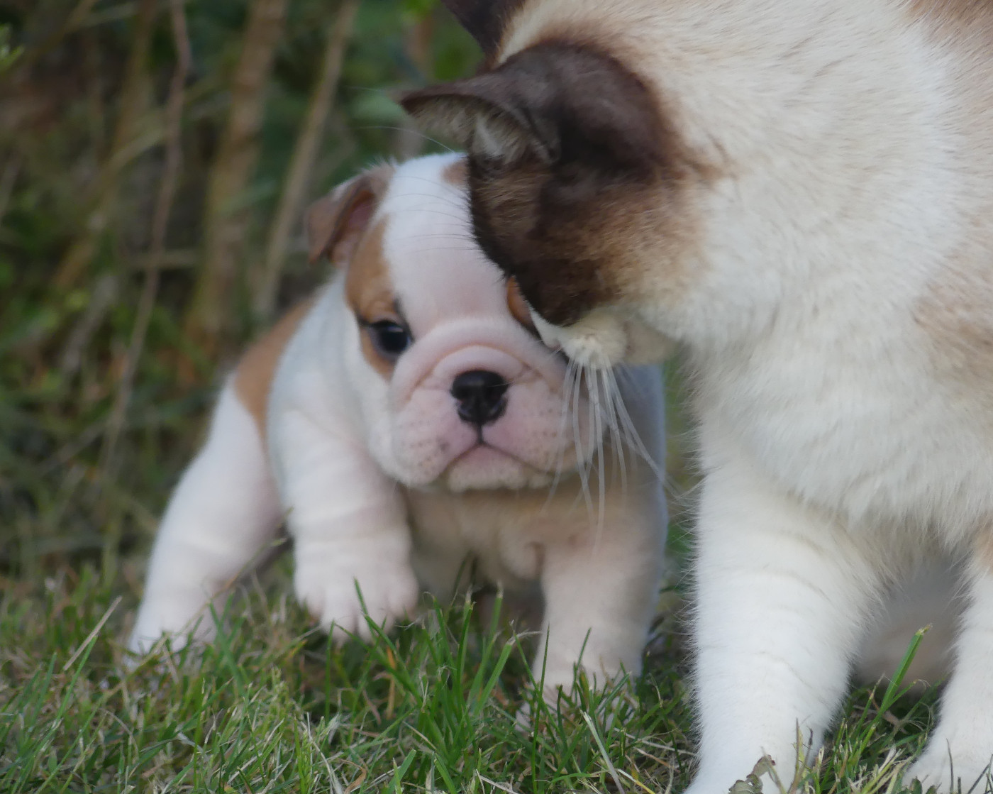 Chiot N°4