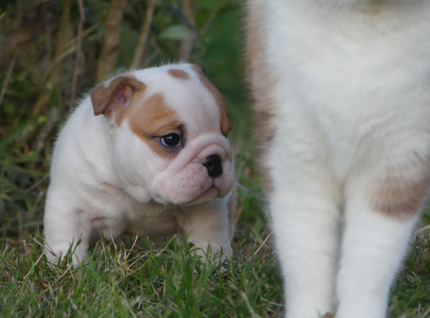 Chiot N°4