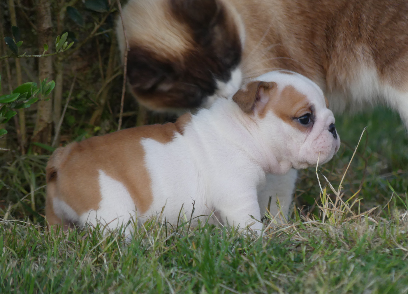 Chiot N°4