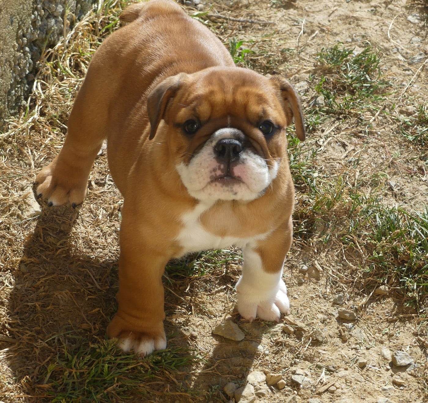 Bulldog Anglais - Land van mechelaar