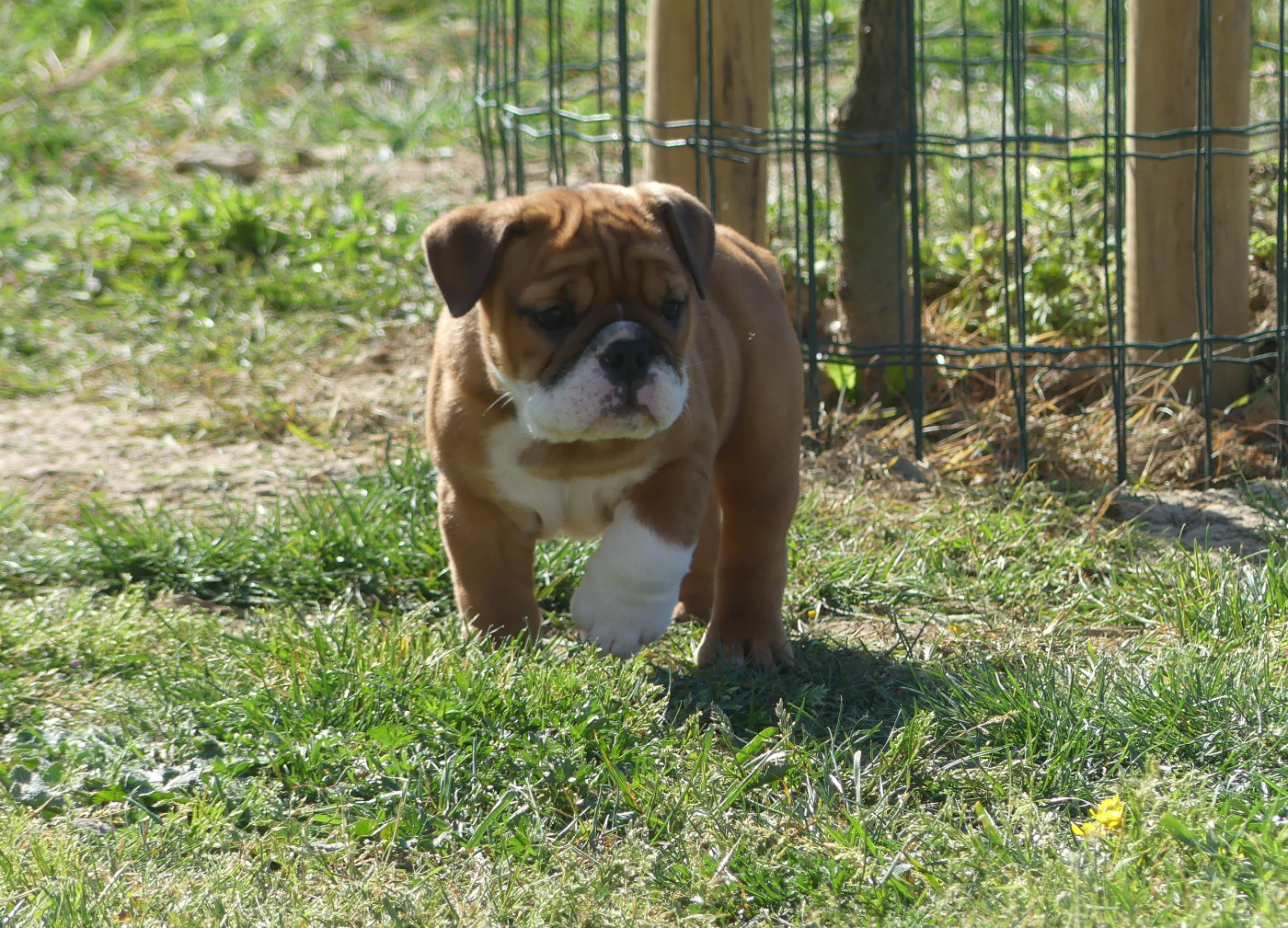Chiot N°6