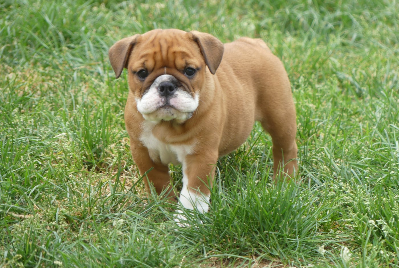 Chiot N°6