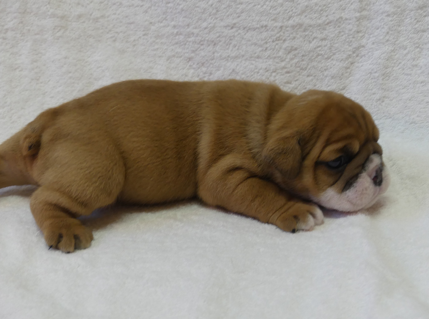 Chiot N°6
