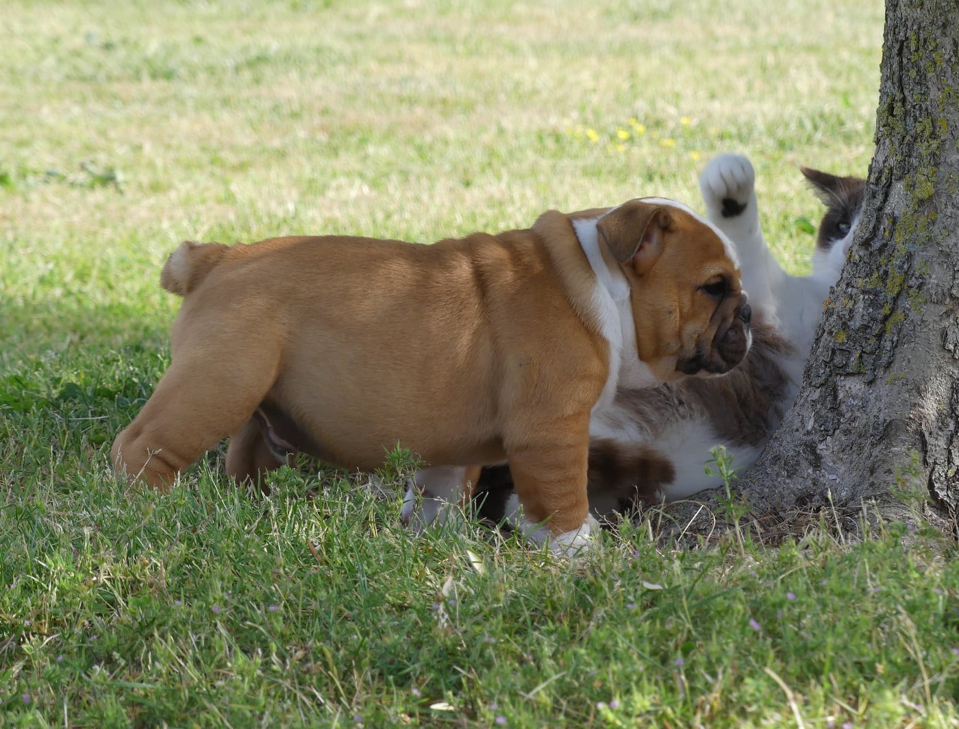 Chiot N°1