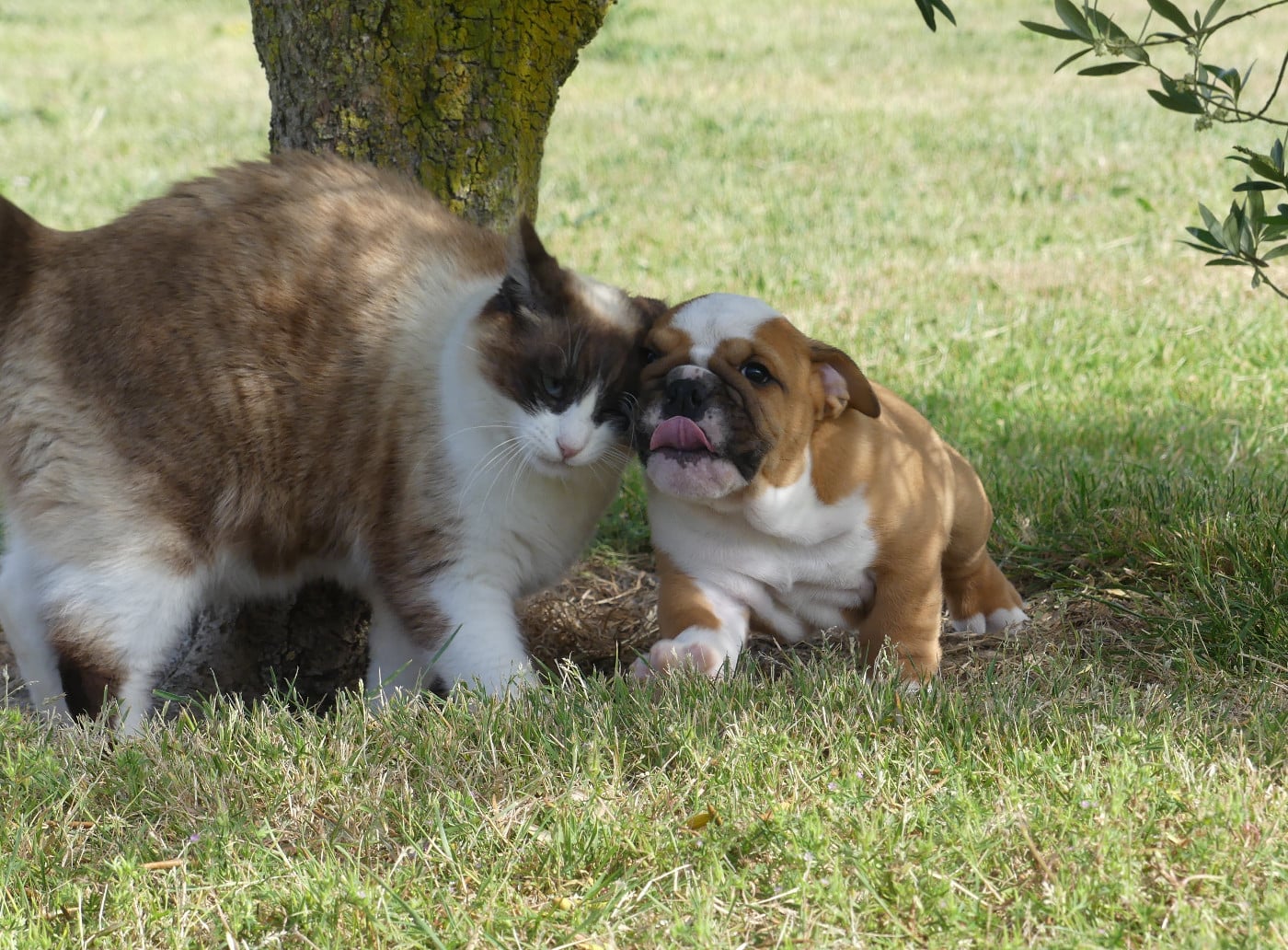 Chiot N°1