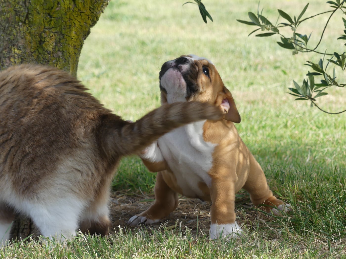 Chiot N°1