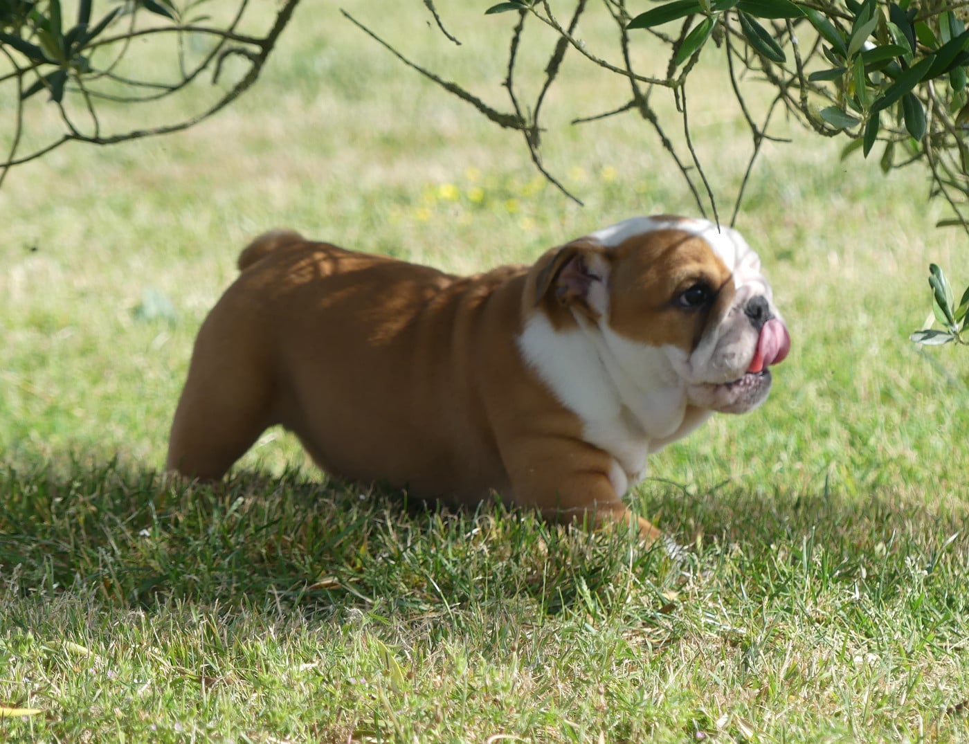 Bulldog Anglais - Land van mechelaar