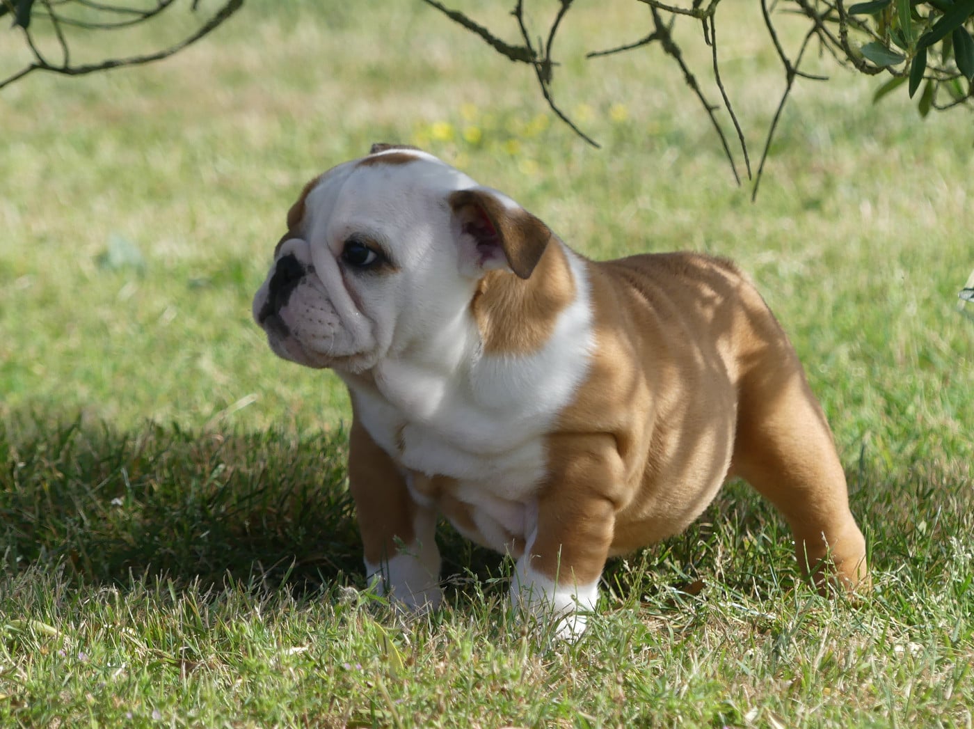Chiot N°2