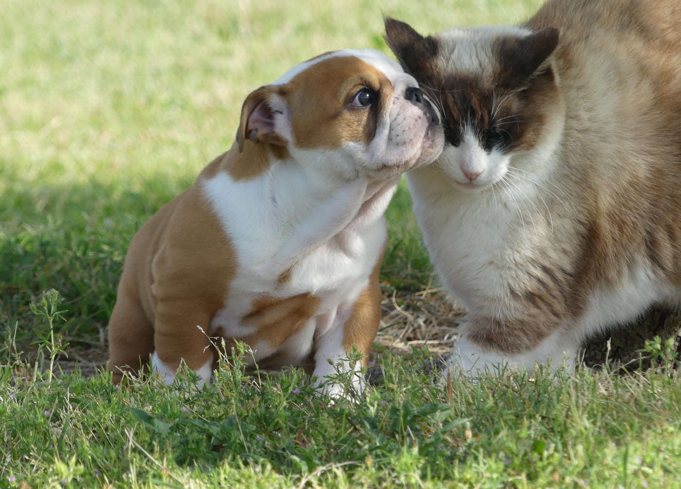 Chiot N°2