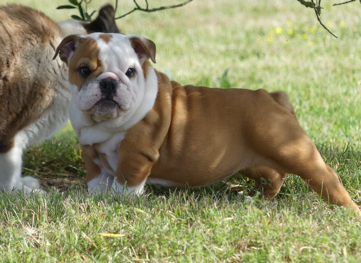 Chiot N°2