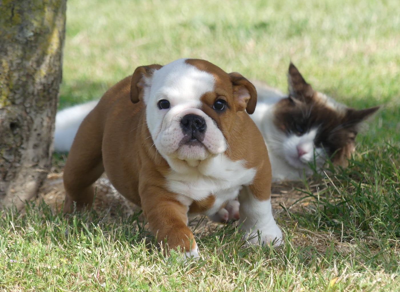 Chiot N°5
