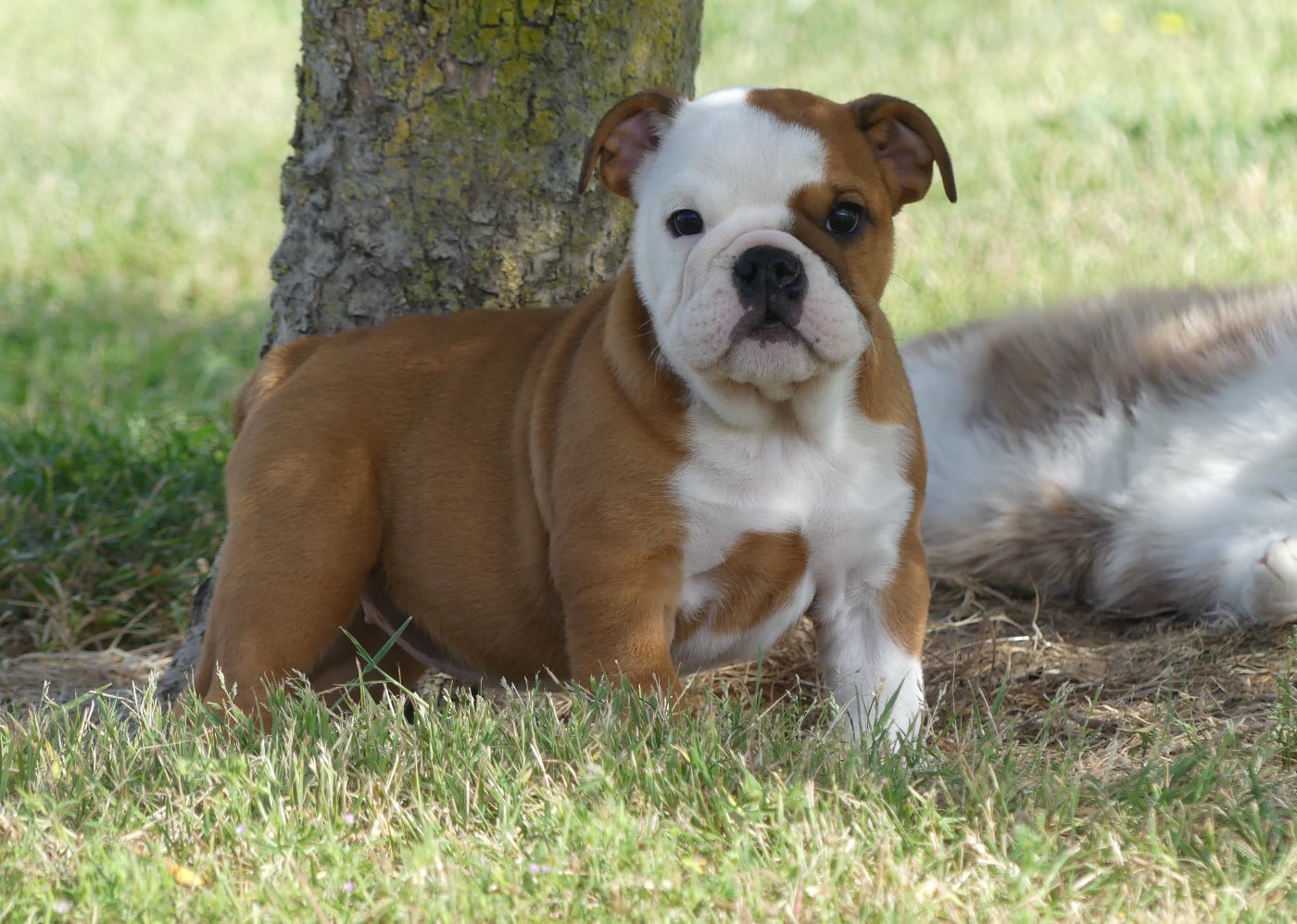 Chiot N°5
