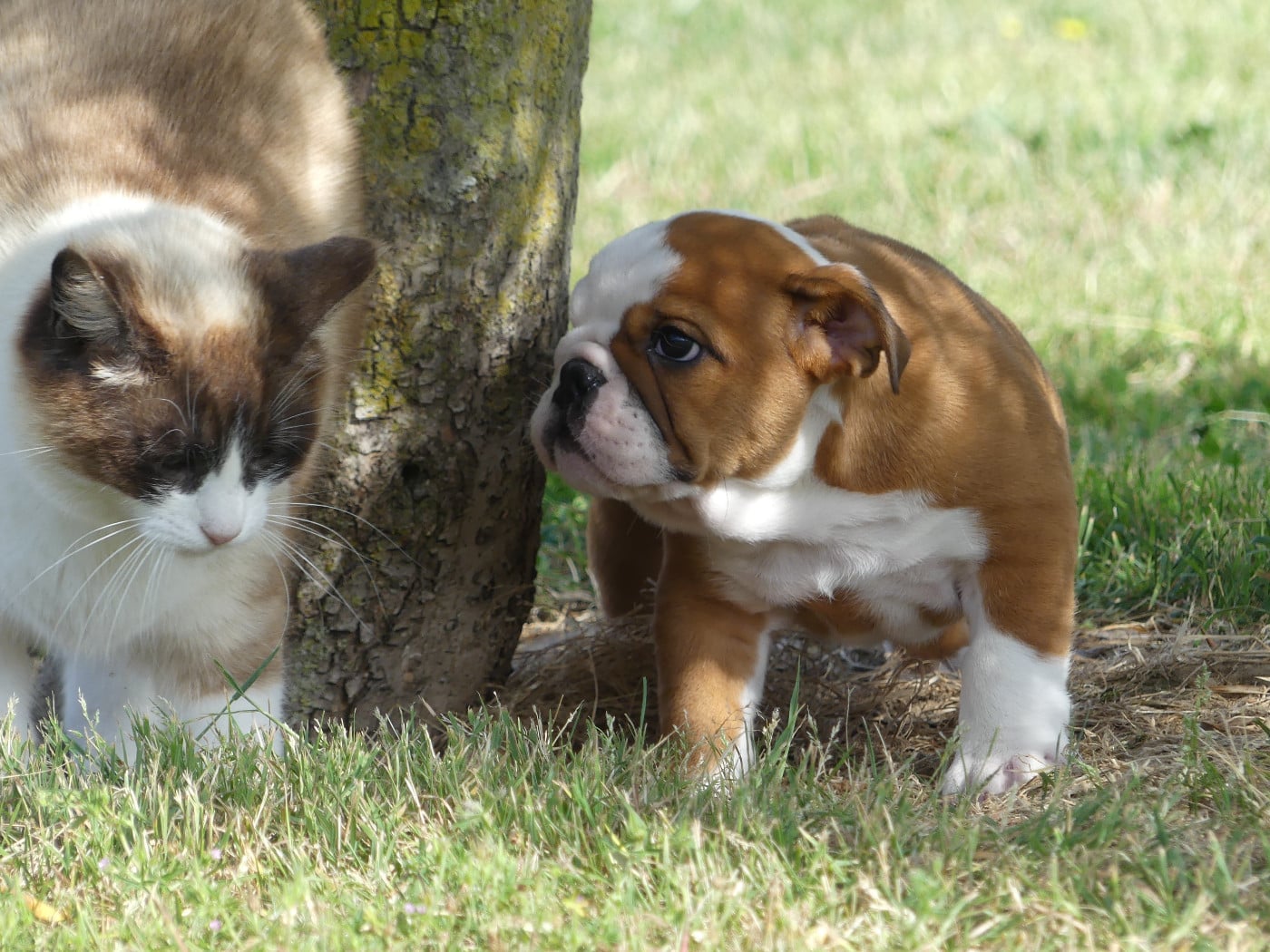 Chiot N°5