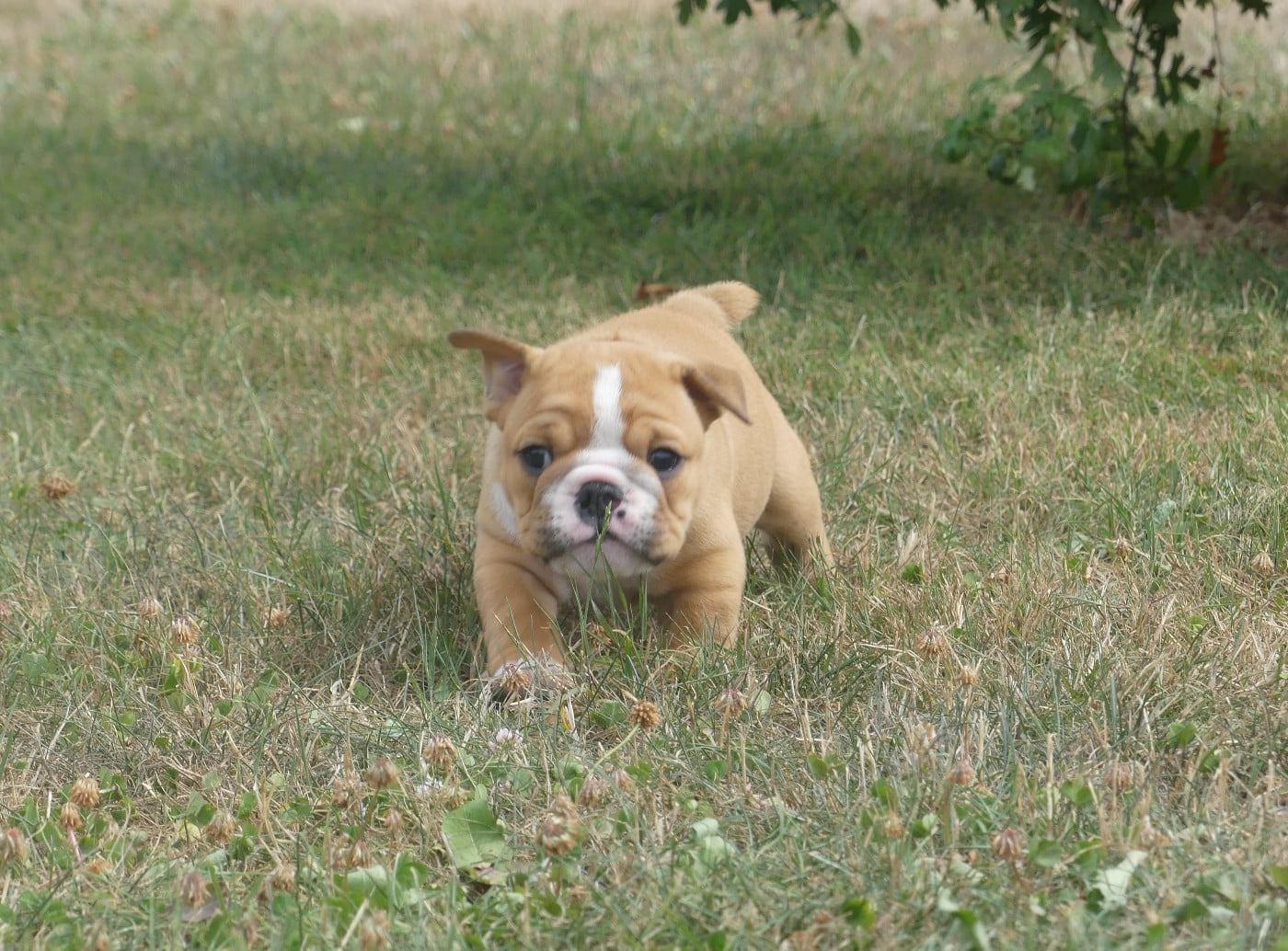 Bulldog Anglais - Land van mechelaar