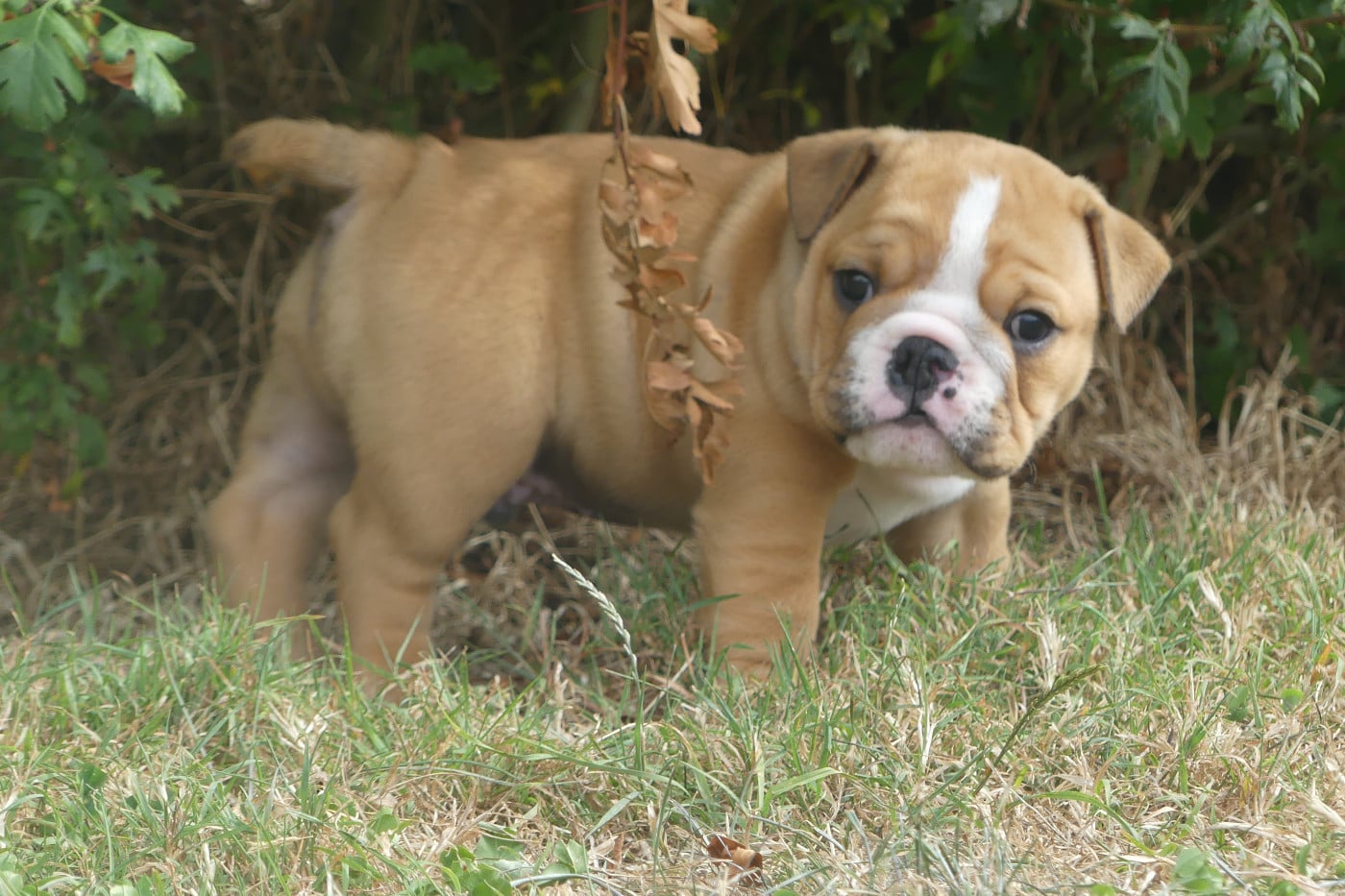 Chiot N°1