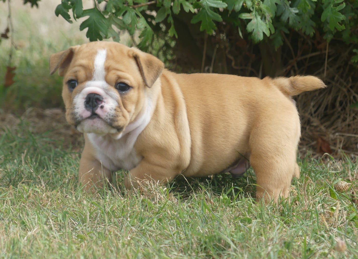 Chiot N°1
