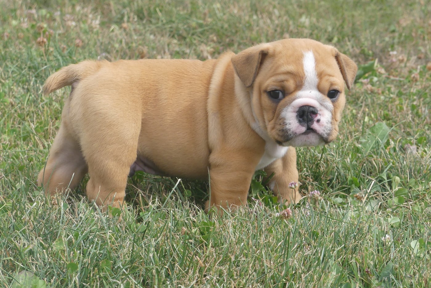 Chiot N°1