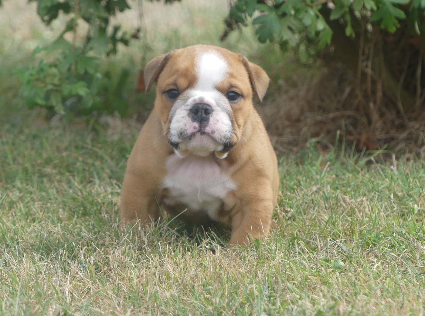 Chiot N°2