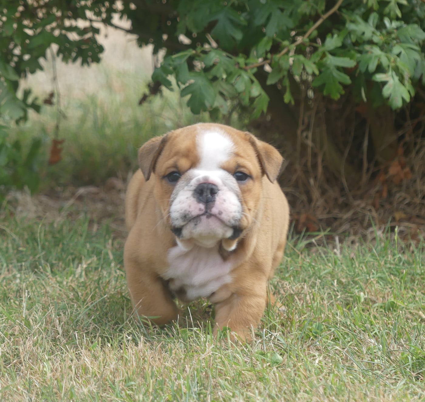 Chiot N°2