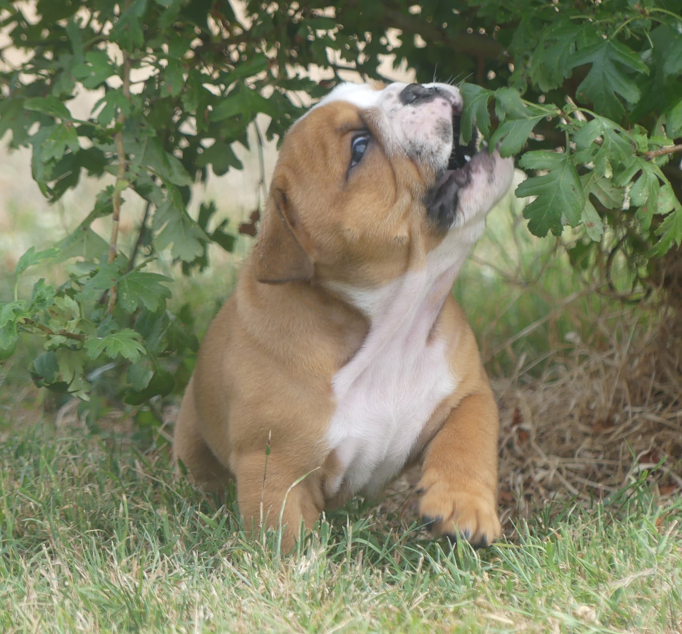 Chiot N°2