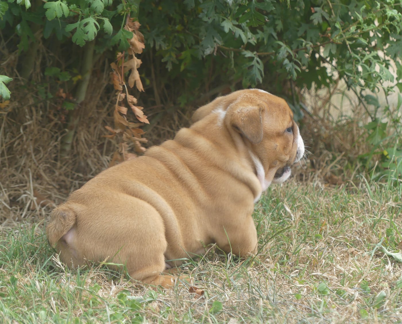 Chiot N°2