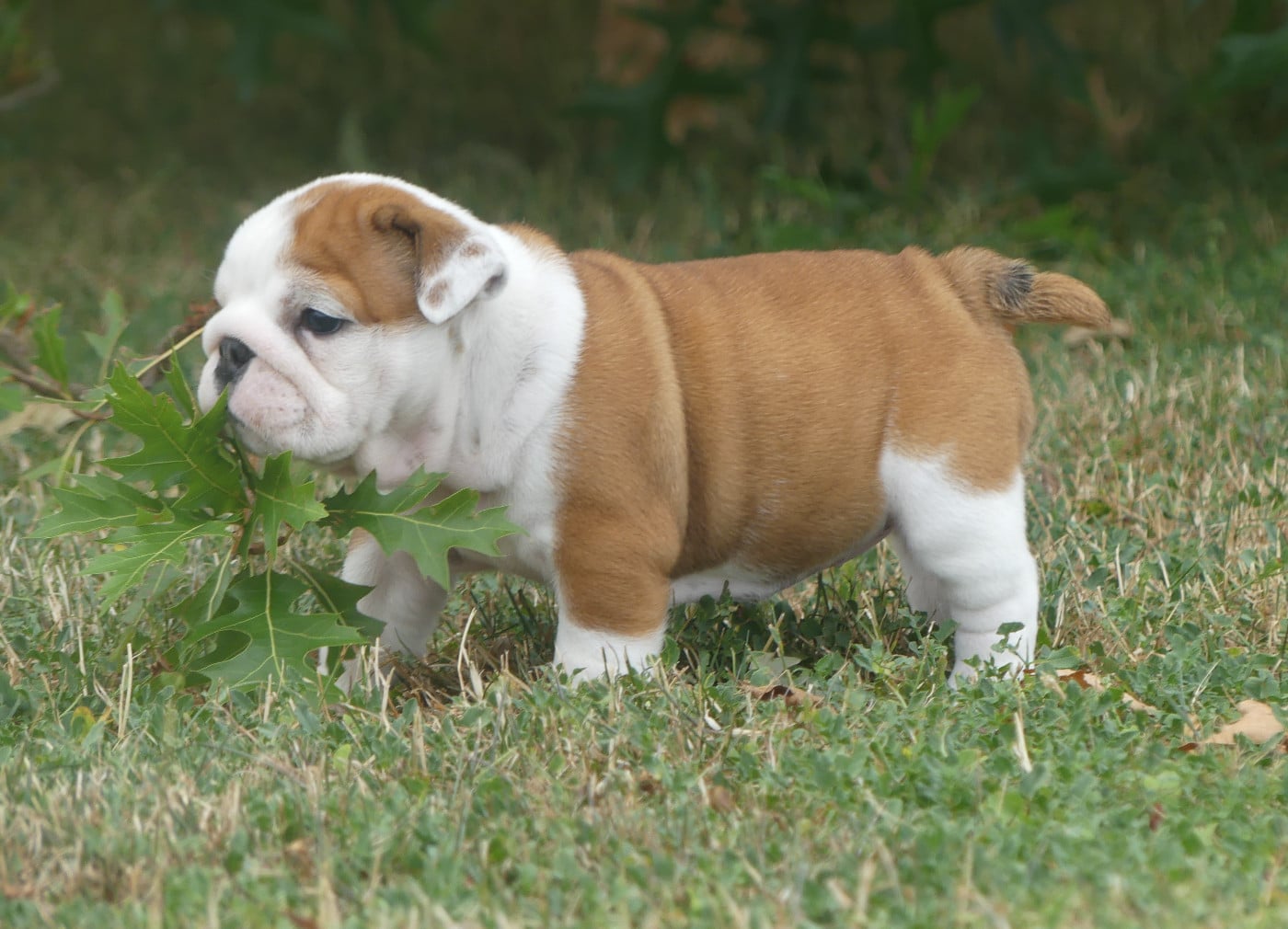 Bulldog Anglais - Land van mechelaar
