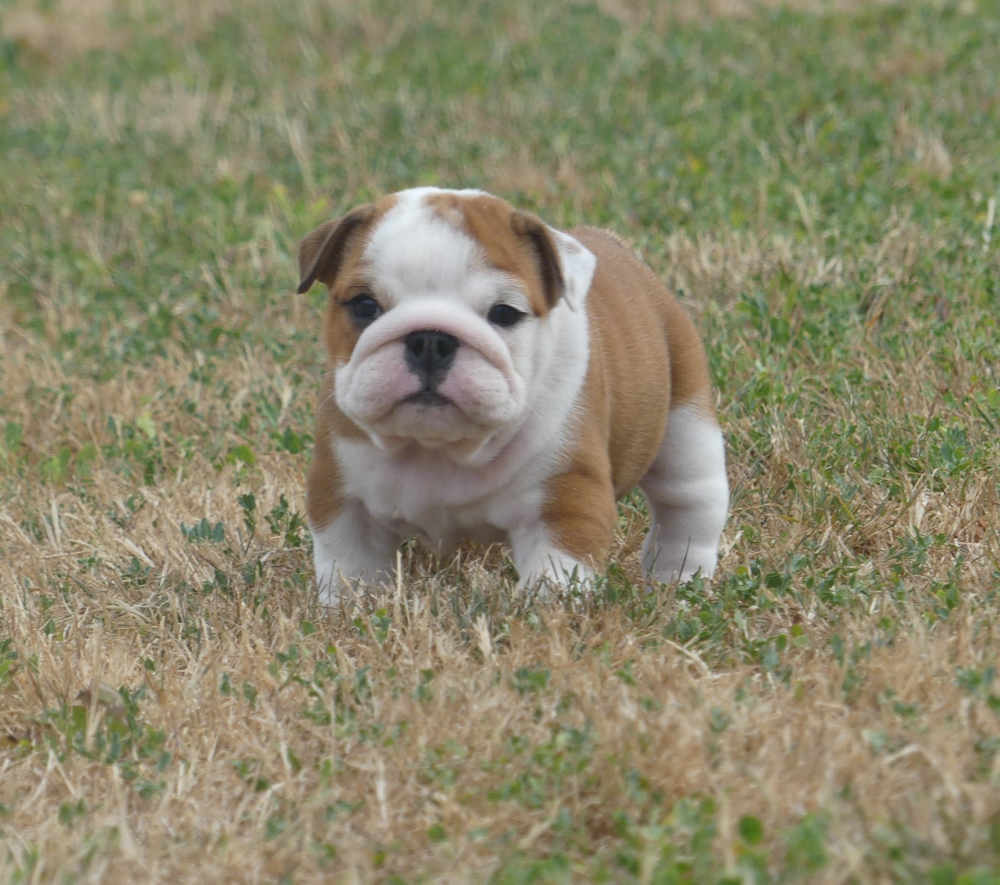 Chiot N°4