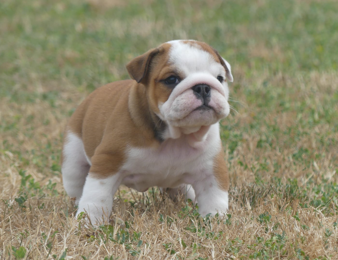 Chiot N°4