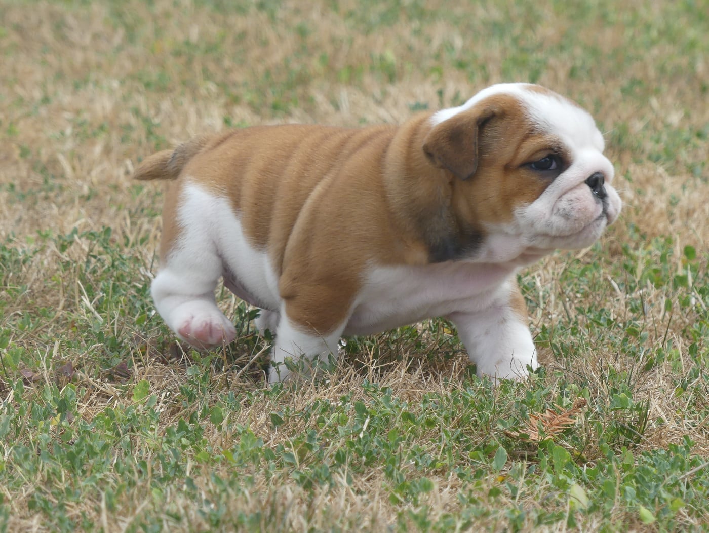Chiot N°4