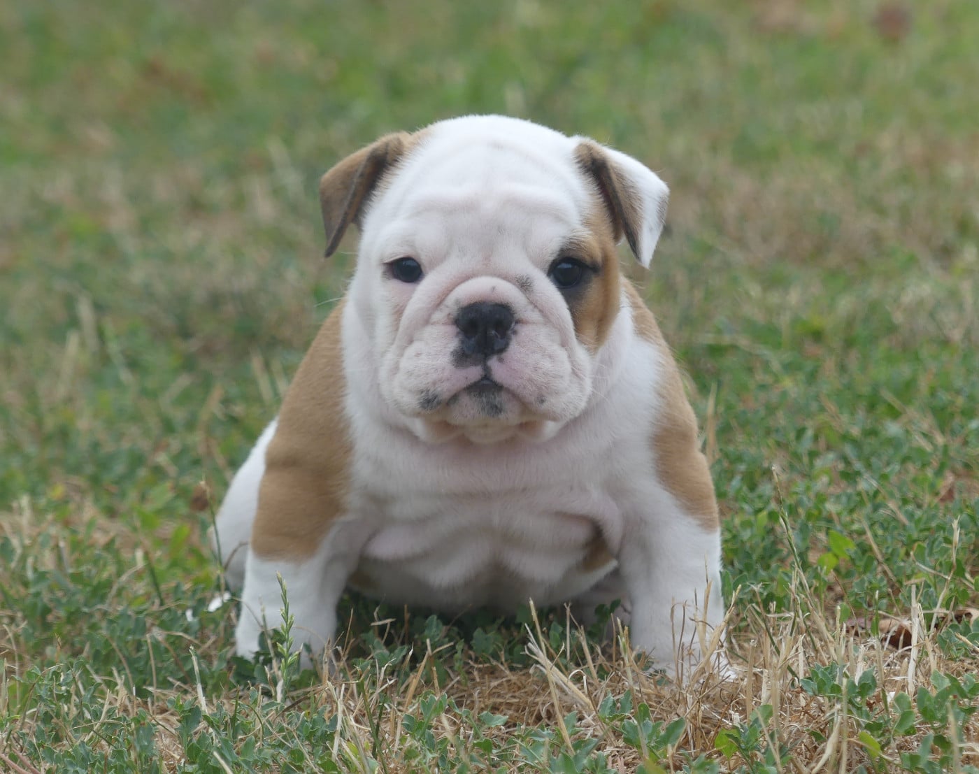 Chiot N°5