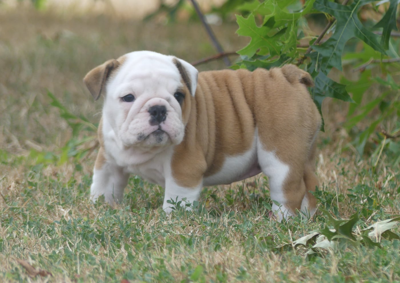 Chiot N°5