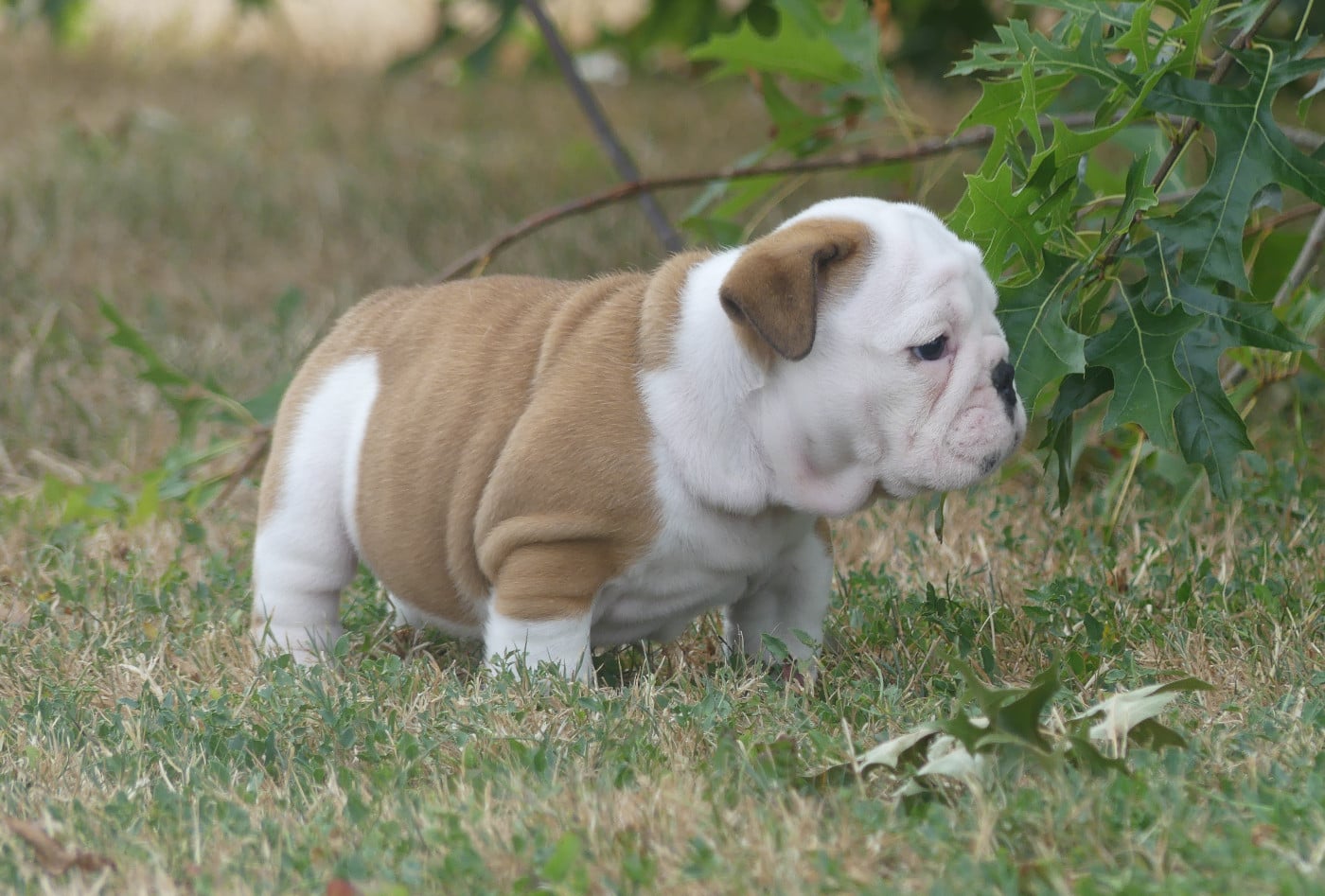 Chiot N°5