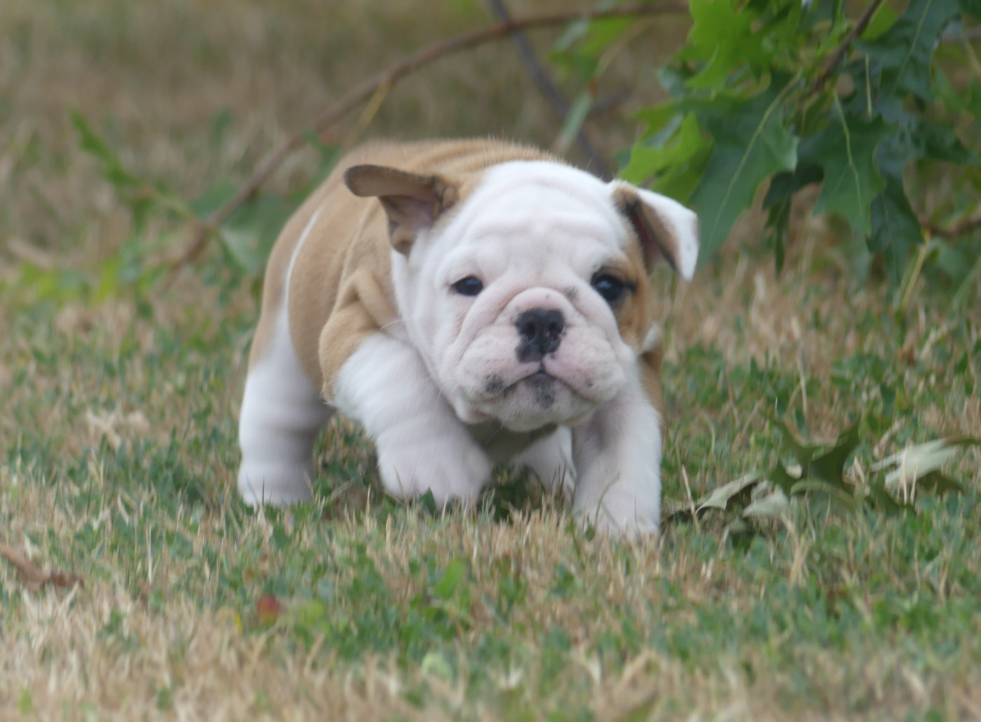 Chiot N°5