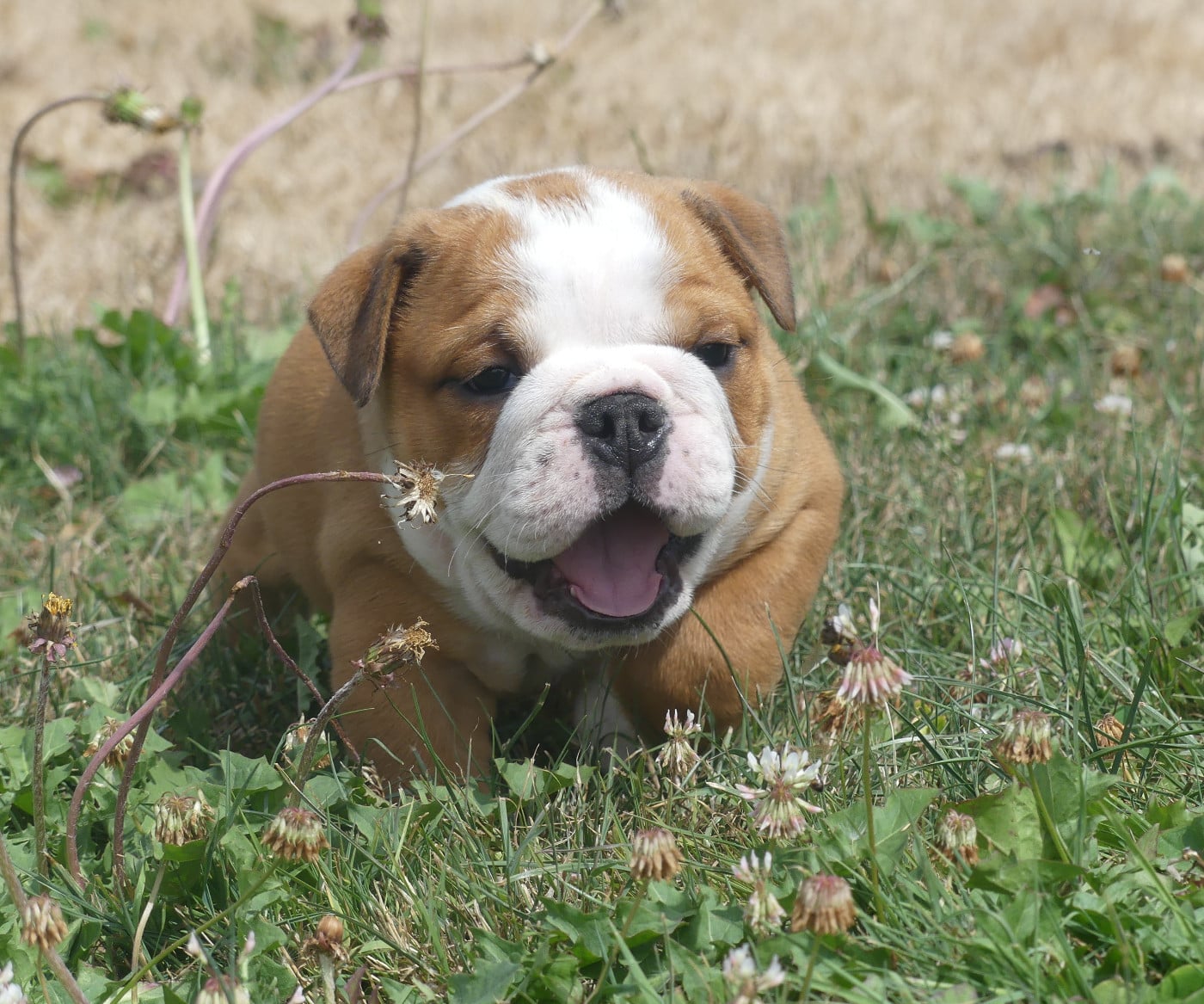 Chiot N°3