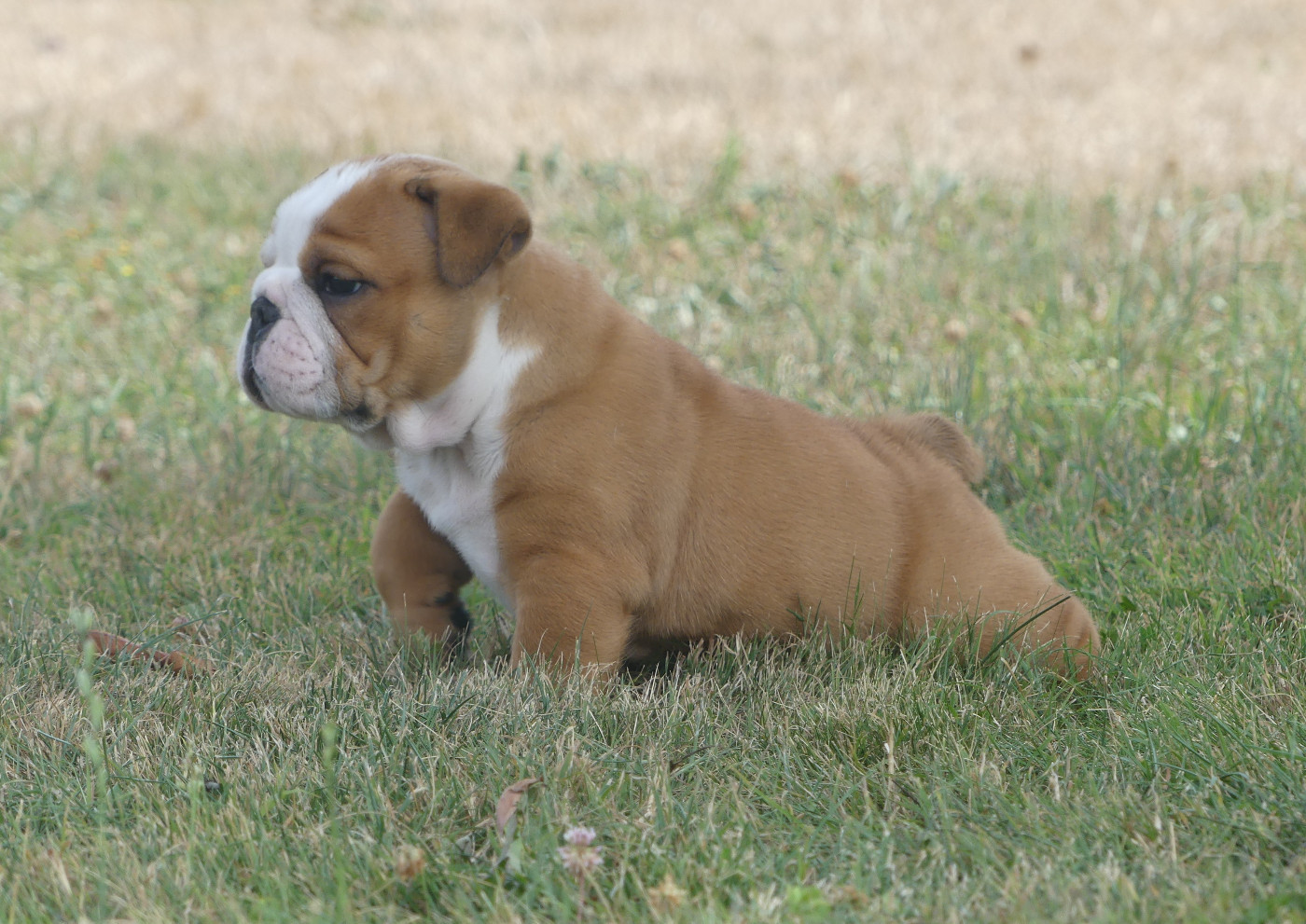 Chiot N°3