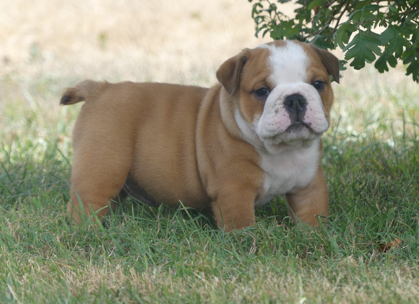 Chiot N°3