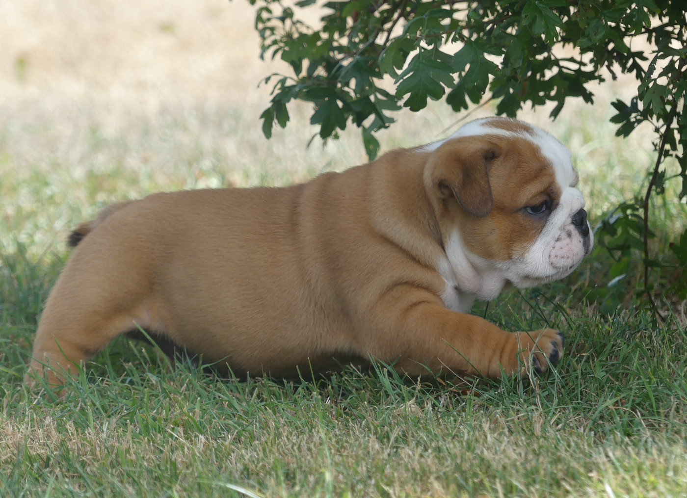 Chiot N°3