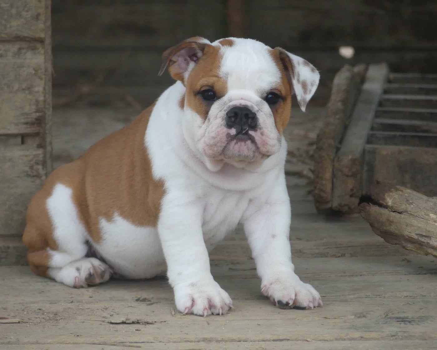 Bulldog Anglais - Land van mechelaar