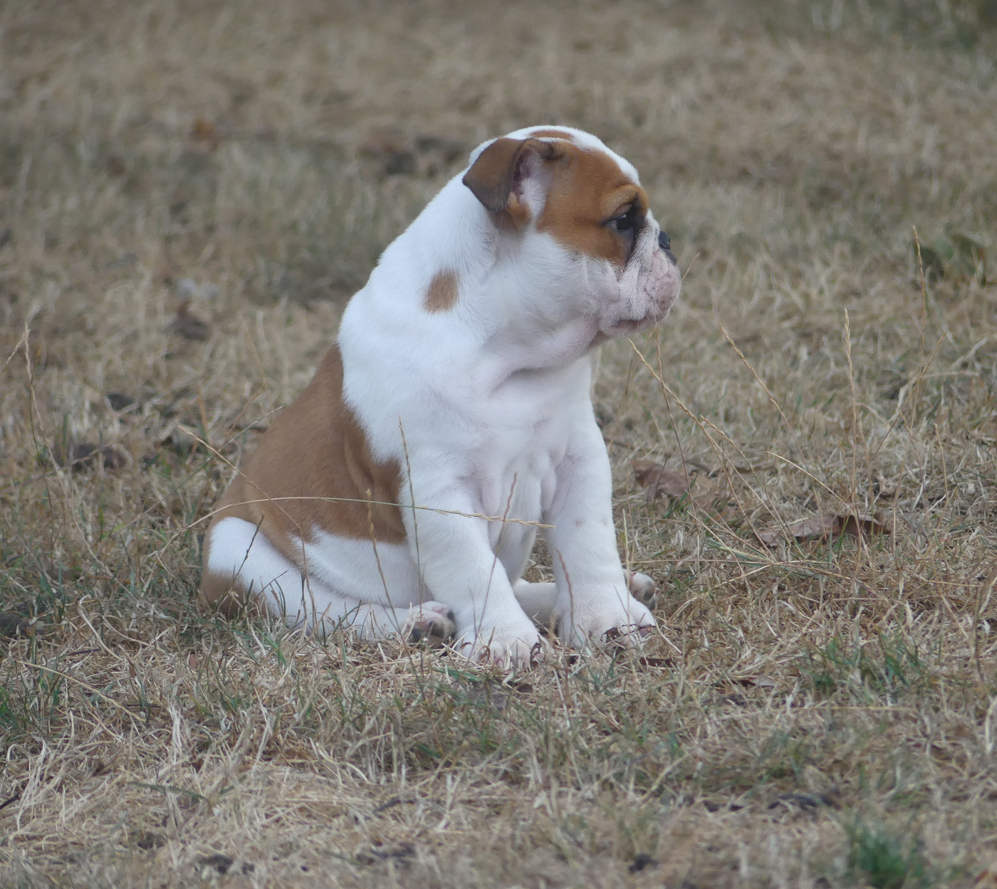 Chiot N°6