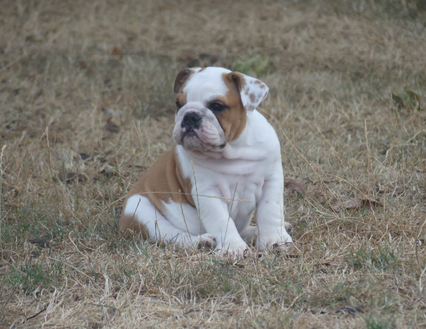 Chiot N°6