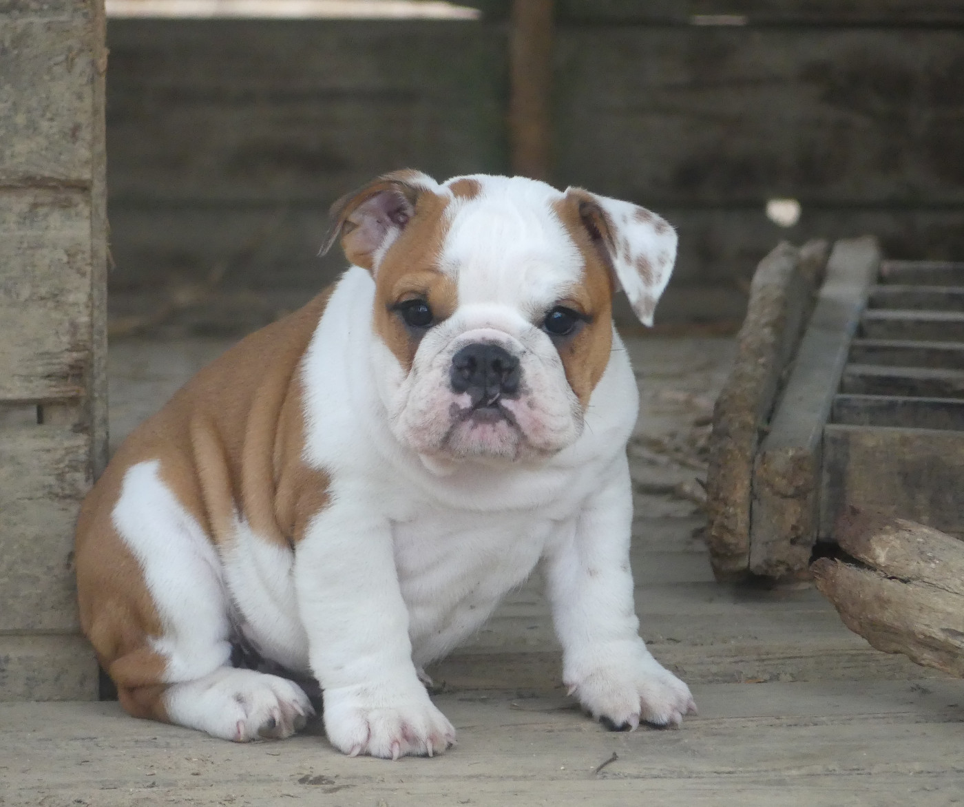 Chiot N°6