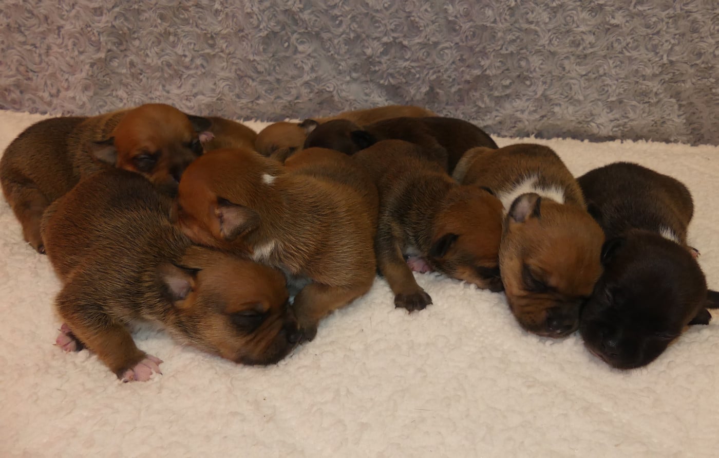 Staffordshire Bull Terrier - Land van mechelaar