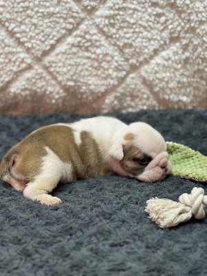 Les chiots de Bulldog Anglais
