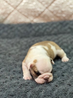 Les chiots de Bulldog Anglais