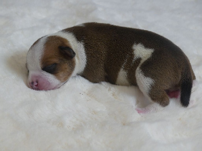Les chiots de Staffordshire Bull Terrier